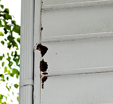 vinyl-siding-pest-damage
